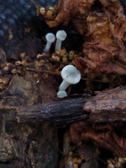 Fungi