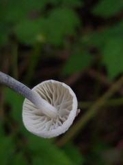 Fungi