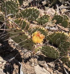 Opuntia tortispina