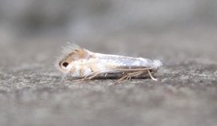 Phyllonorycter lucidicostella