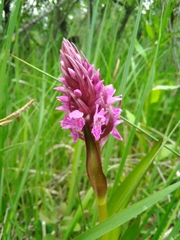 Dactylorhiza incarnata incarnata