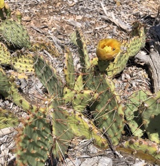 Opuntia tortispina