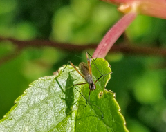 Micropeza corrigiolata