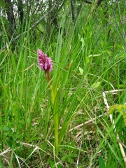 Dactylorhiza incarnata incarnata