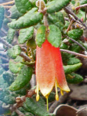 Correa reflexa scabridula