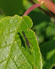 Micropeza corrigiolata