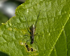 Micropeza corrigiolata