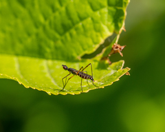 Micropeza corrigiolata