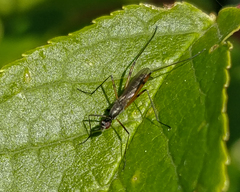 Micropeza corrigiolata