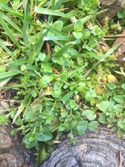 Veronica arvensis