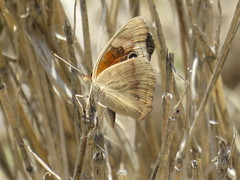 Junonia coenia coenia