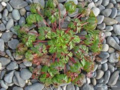 Robertium
