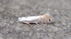 Phyllonorycter lucidicostella