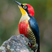 Yellow-fronted Woodpecker - Photo (c) Cláudio Dias Timm, some rights reserved (CC BY-NC-SA)