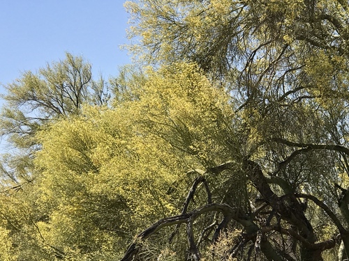 blue palo verde