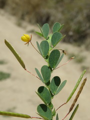 Chamaecrista rotundifolia
