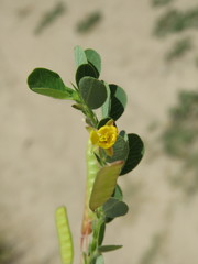 Chamaecrista rotundifolia