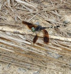 Erythrodiplax attenuata