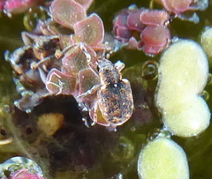 Stenopelmus rufinasus