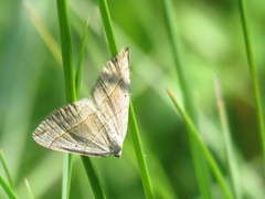 Scotopteryx