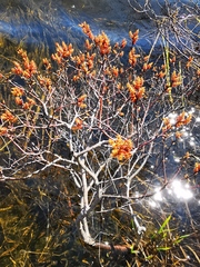 Myrica gale tomentosa