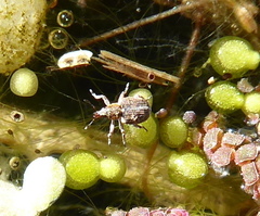 Stenopelmus rufinasus