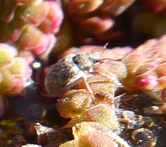 Stenopelmus rufinasus
