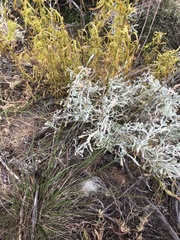 Artemisia tridentata