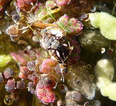 Stenopelmus rufinasus
