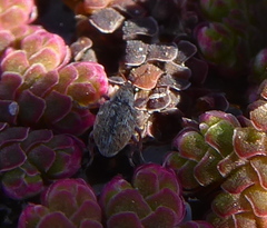 Stenopelmus rufinasus