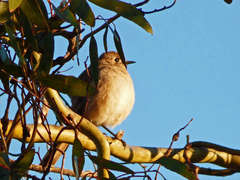 Drymodes brunneopygia