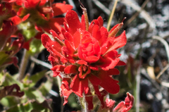 Castilleja foliolosa