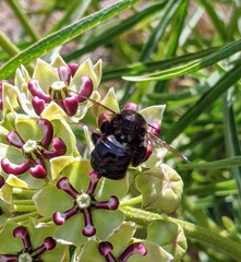 Xylocopa tabaniformis androleuca