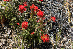 Castilleja foliolosa