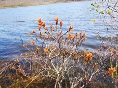 Myrica gale tomentosa