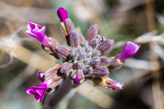 Boechera sparsiflora