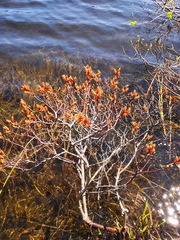 Myrica gale tomentosa