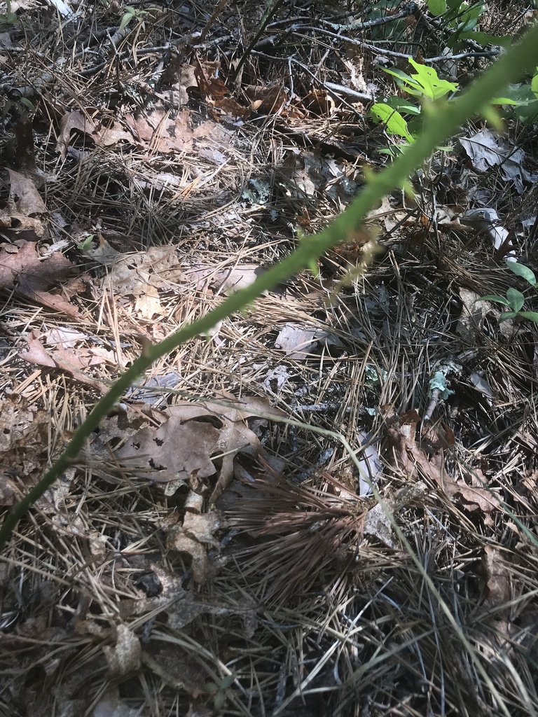 roundleaf greenbrier from Cranberry Bog Nature Preserve, Riverhead, NY
