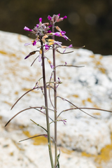 Boechera sparsiflora