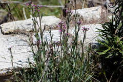 Boechera sparsiflora