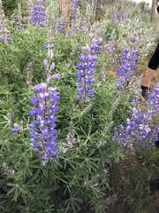 Lupinus sericeus