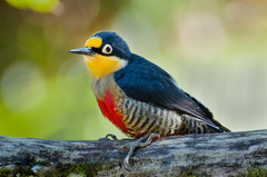 Yellow-Fronted Woodpecker photo 2