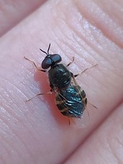 Odontomyia pubescens