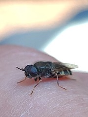 Odontomyia pubescens