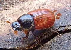 Aphodius pedellus