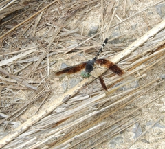 Erythrodiplax attenuata