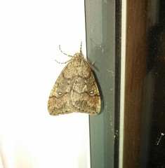 Paleacrita merriccata