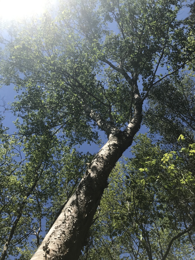 river birch from Cranberry Bog Nature Preserve, Riverhead, NY, US on