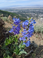 Penstemon cyananthus