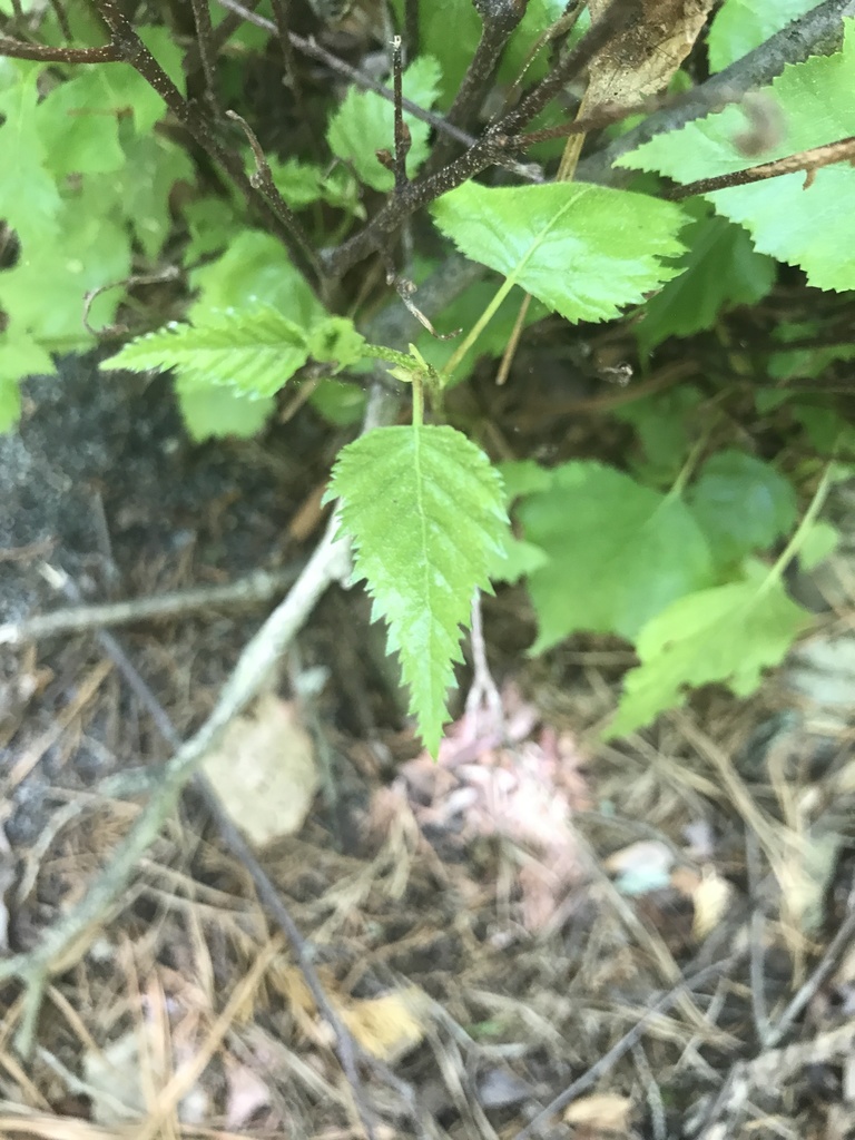 gray birch from Cranberry Bog Nature Preserve, Riverhead, NY, US on May